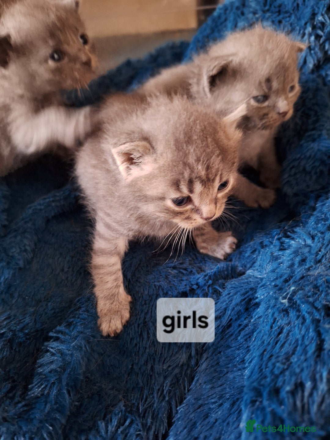 Scottish Fold cats for sale: 7 kittens for sale - ready 16th december - Image 13