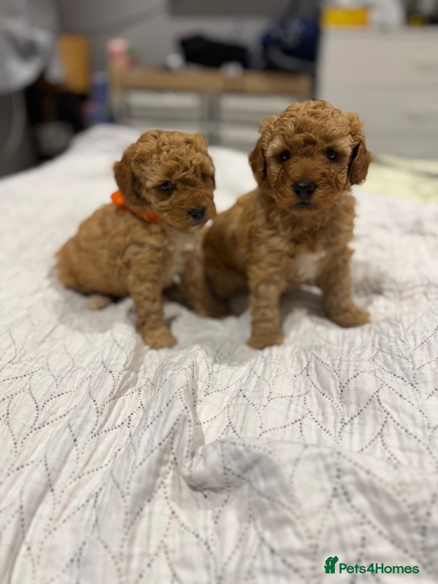 Maltipoo dogs Beautiful maltipoo puppy for sale - Advert 4