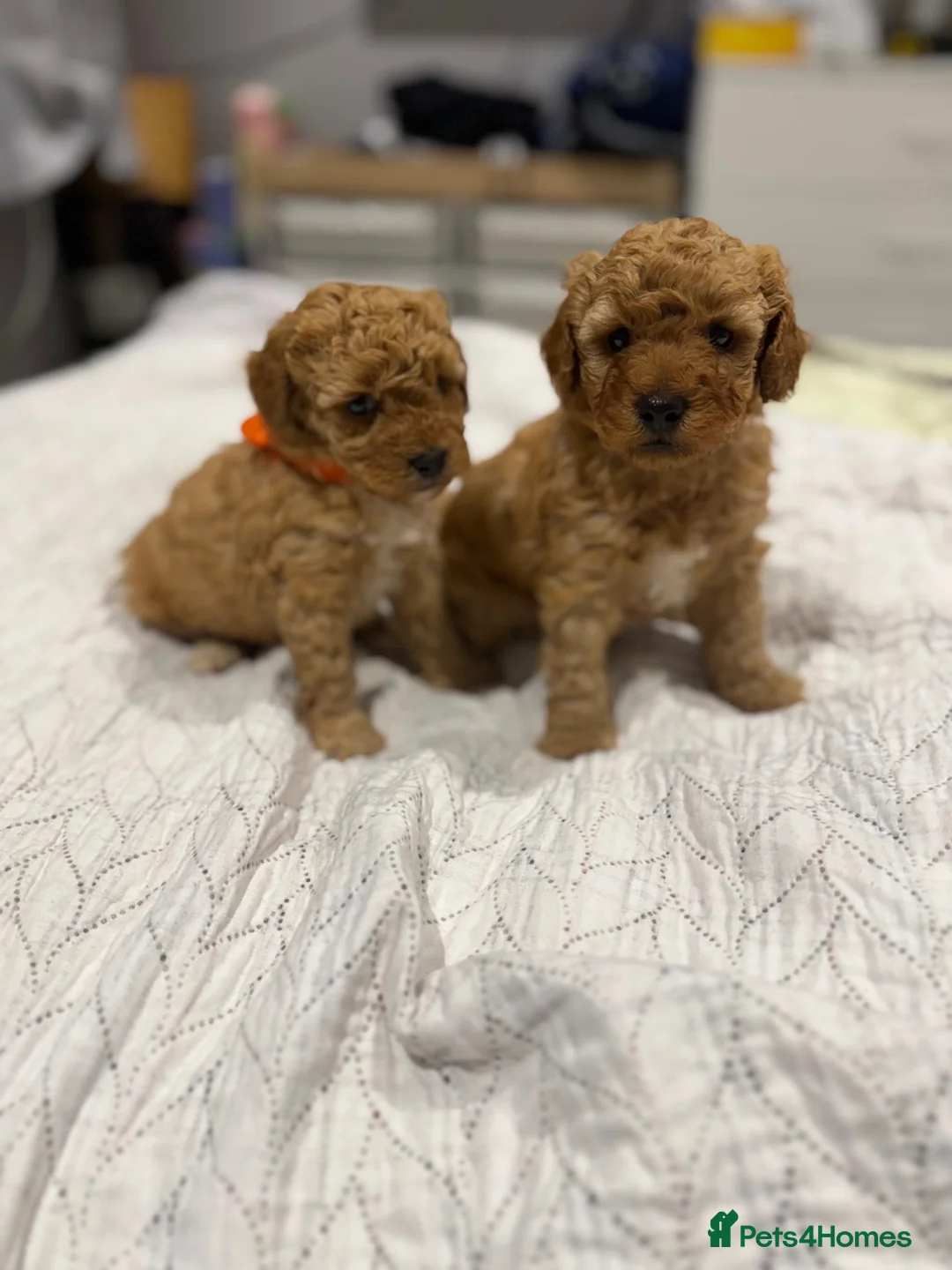 Maltipoo dogs for sale: Beautiful maltipoo puppy for sale - Advert 1