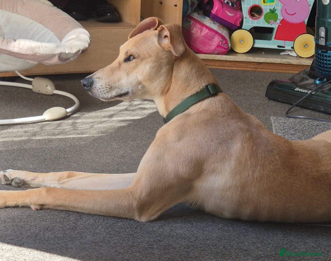 Lurcher dogs for stud: Beautiful lurcher for stud  - Image 3