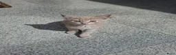 British Shorthair cats for sale: 3 kittens 2 male and one female.   - Advert 3