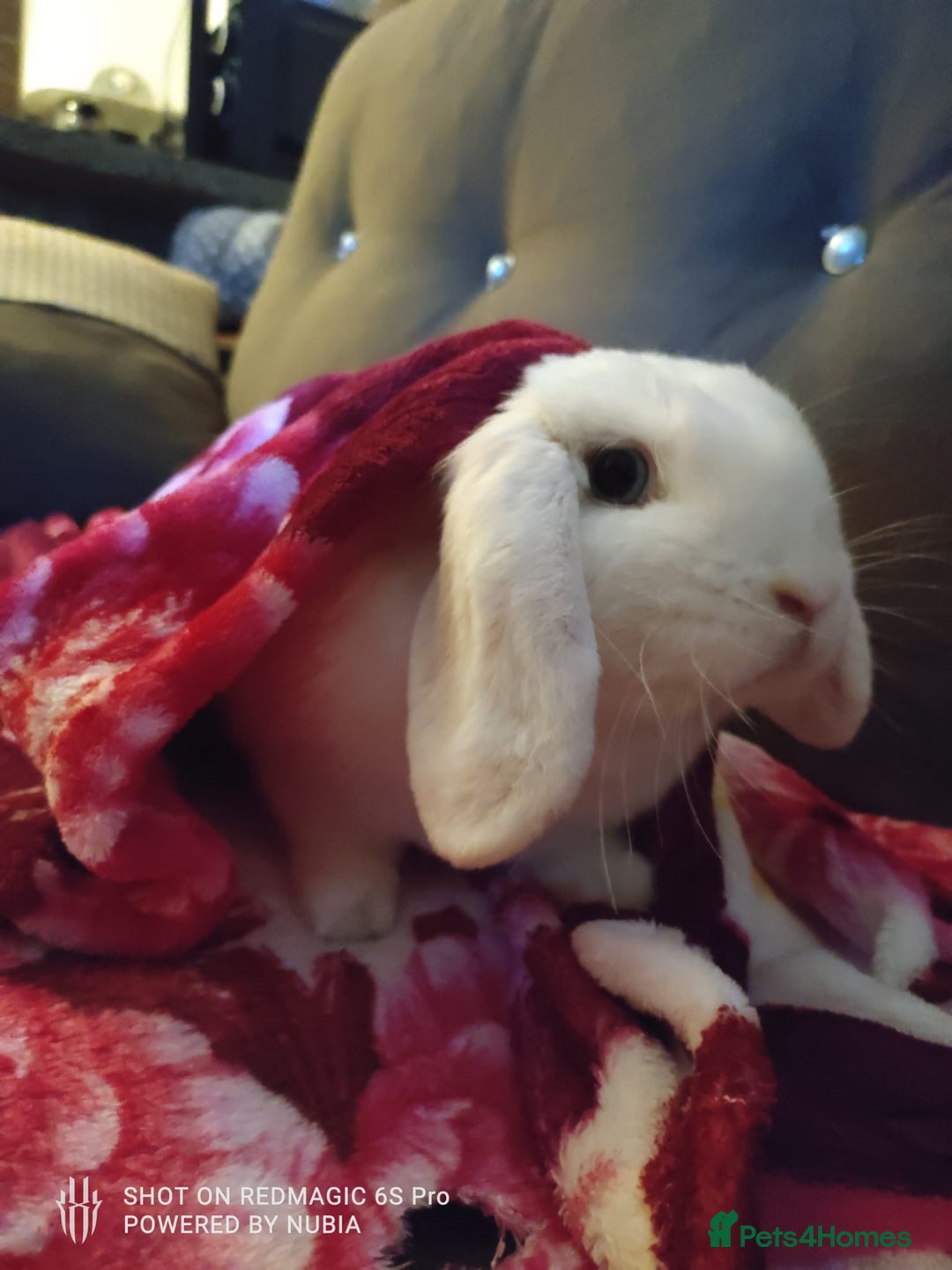 Dwarf Lop rabbits for sale: Looking for a New Home for Rosie (Spayed Rabbit) - Advert 1