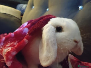 Dwarf Lop rabbits Looking for a New Home for Rosie (Spayed Rabbit) - Advert 1