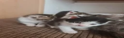 Mixed Breed cats for sale: 5 kittens for sale  - Advert 27