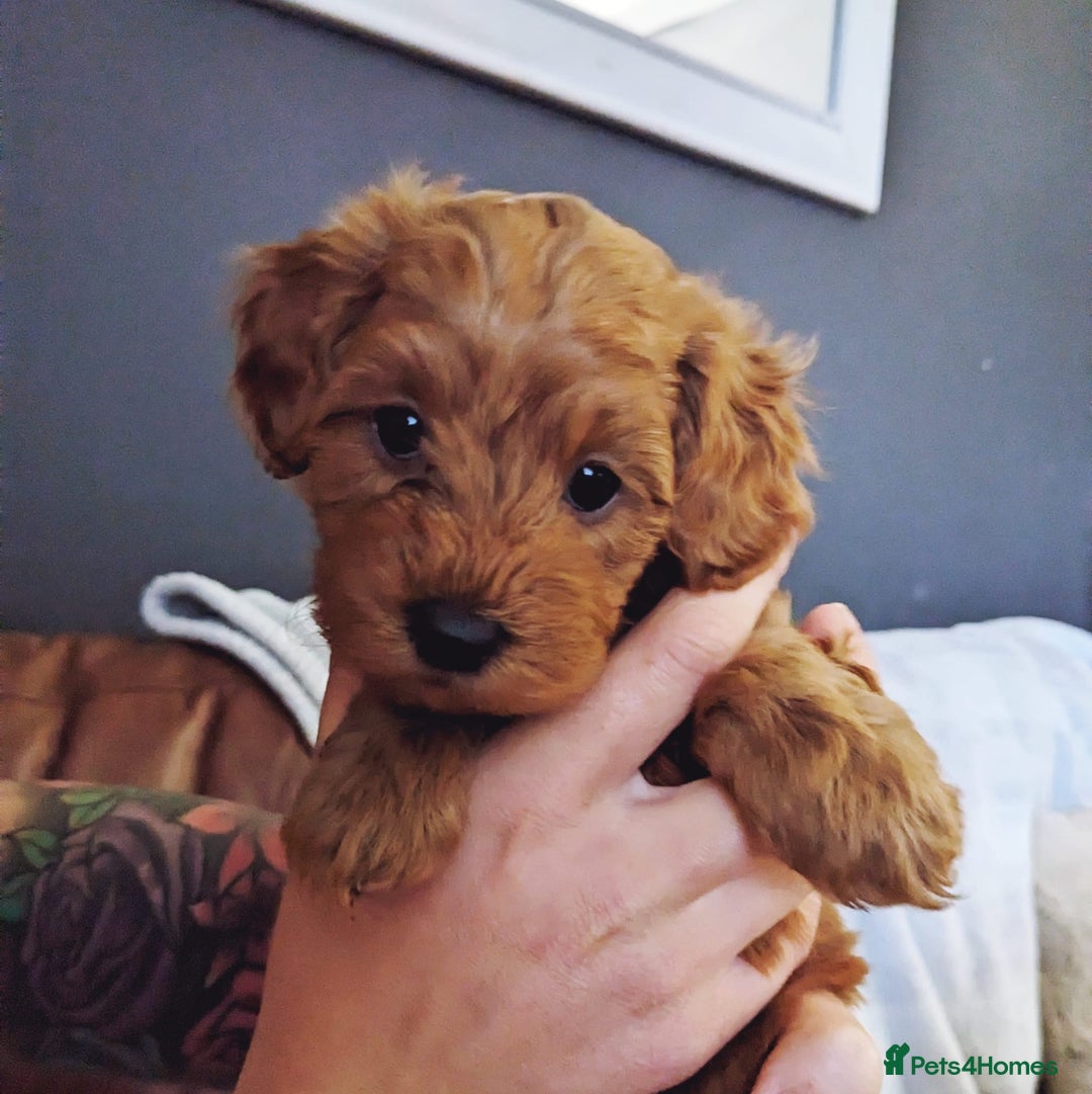 Toy Poodle dogs for stud: EXTENSIVELY HEALTH TESTED TOY POODLE STUD TYSON🌹 in Sheerness - Advert 32