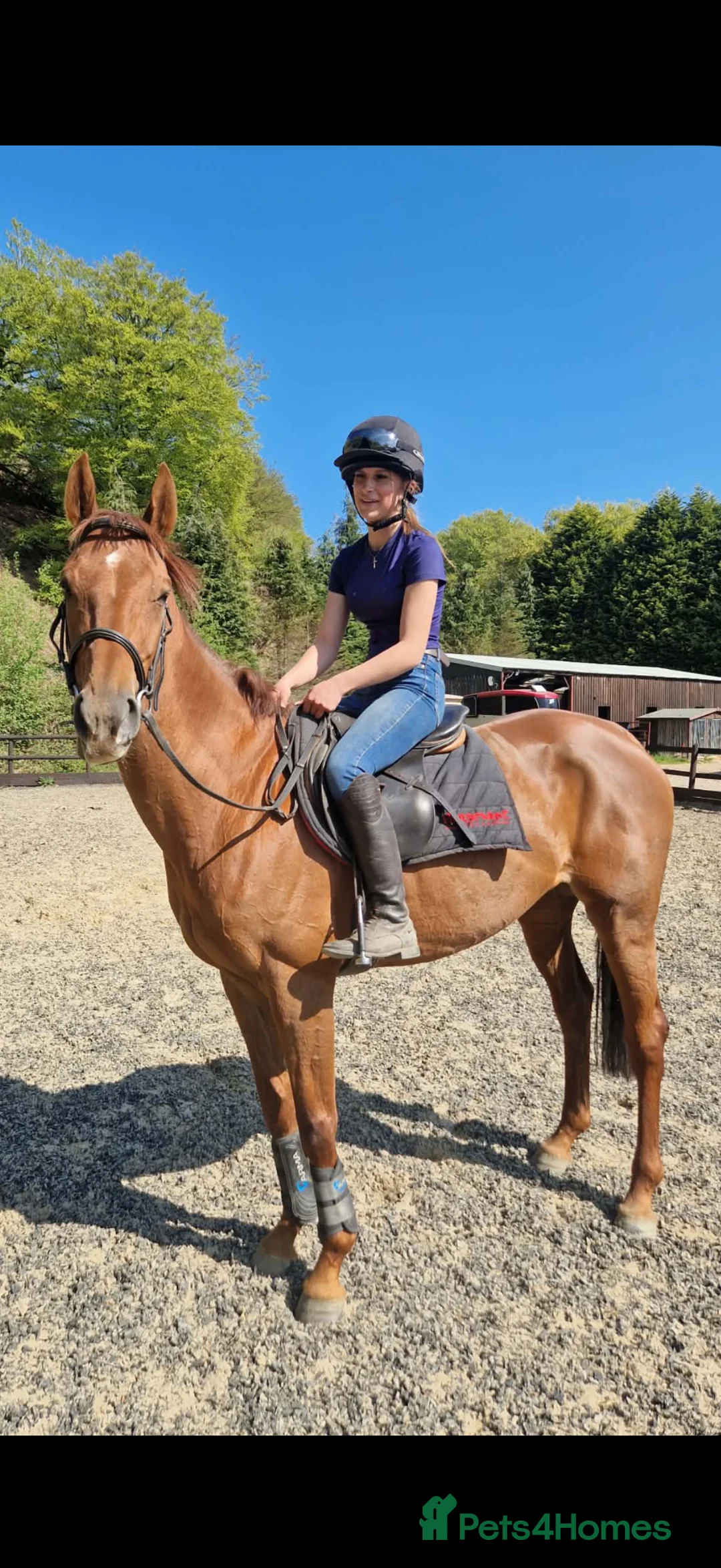 English Thoroughbred horses for sale: Quality little mare on a budget - PROMISE  - Advert 2