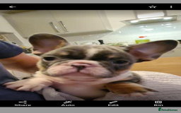 French Bulldog dogs for sale: Introducing the lovely Marley Bear - Image 6