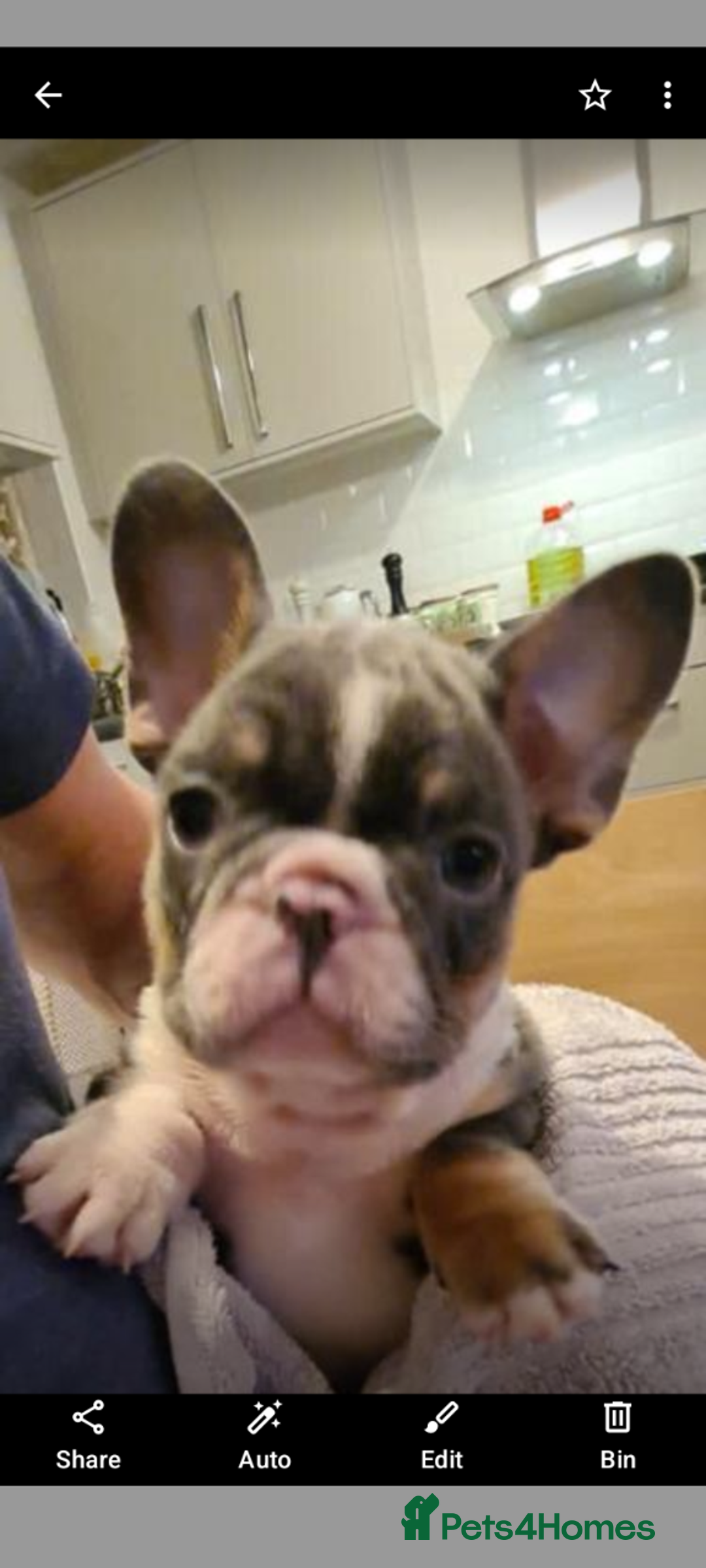 French Bulldog dogs for sale: Introducing the lovely Marley Bear - Image 6