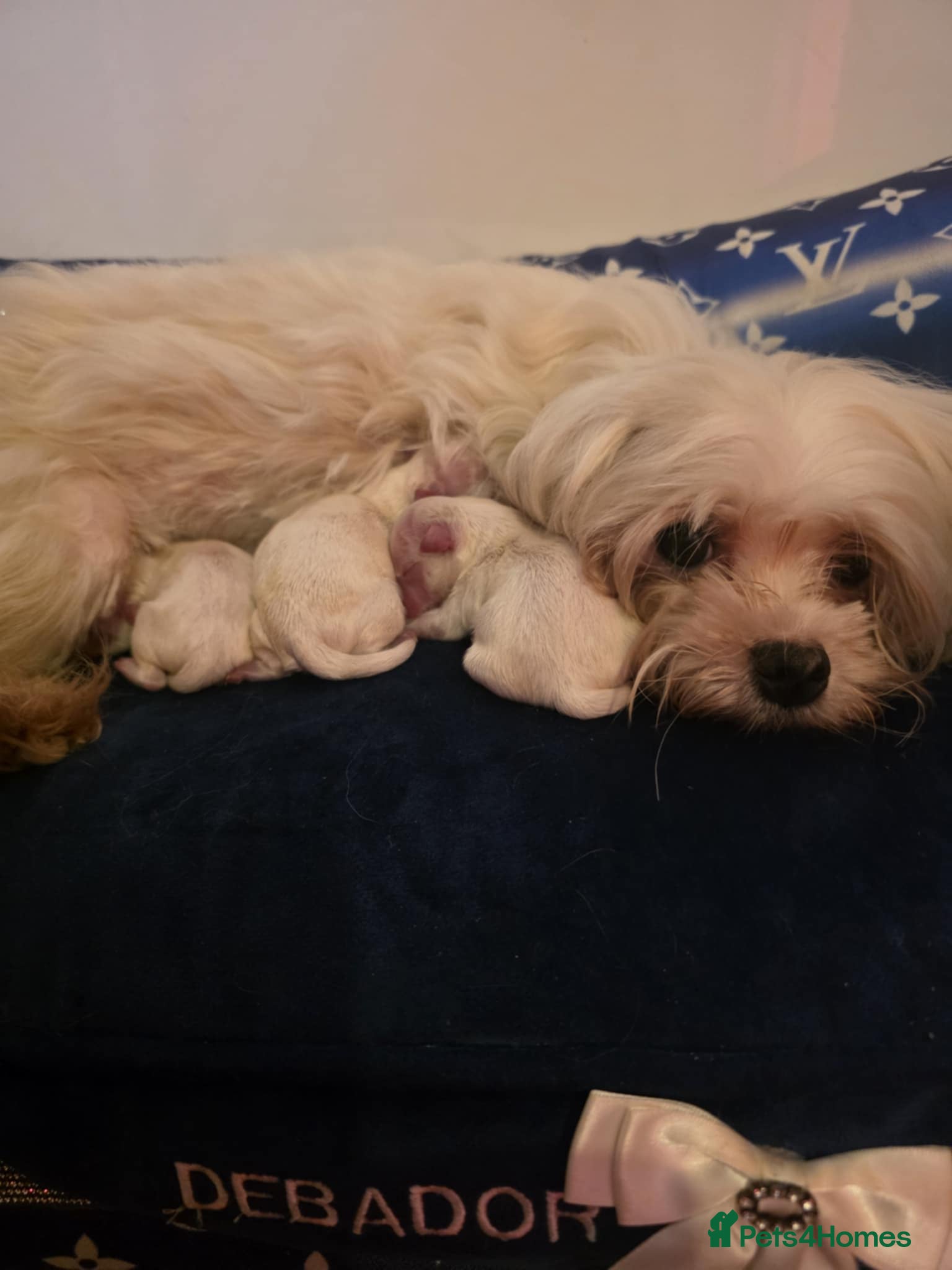 Maltese dogs Long awaited Maltese Kc puppies  - Advert 14