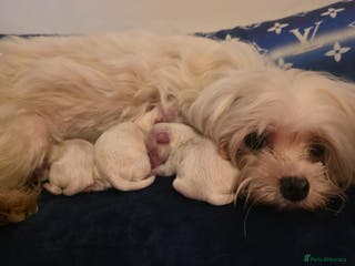 Maltese dogs Long awaited Maltese Kc puppies - Advert 3