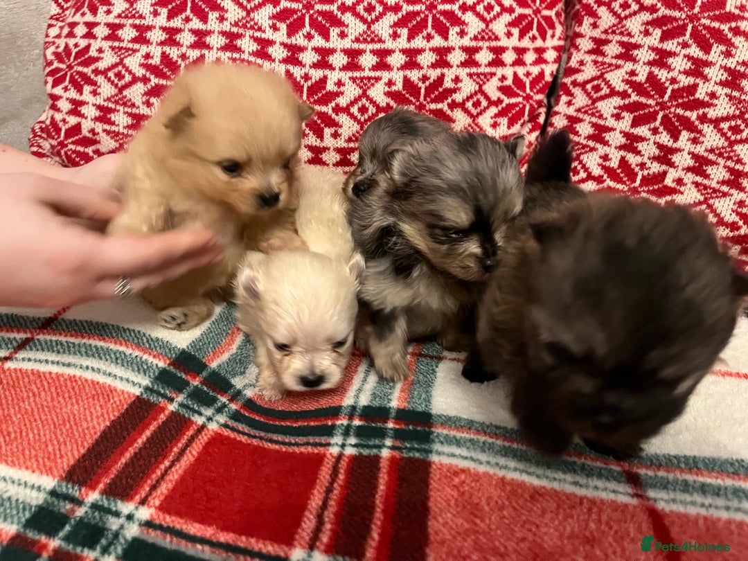 Pomeranian dogs for sale: Stunning Pomeranian puppys - Advert 18