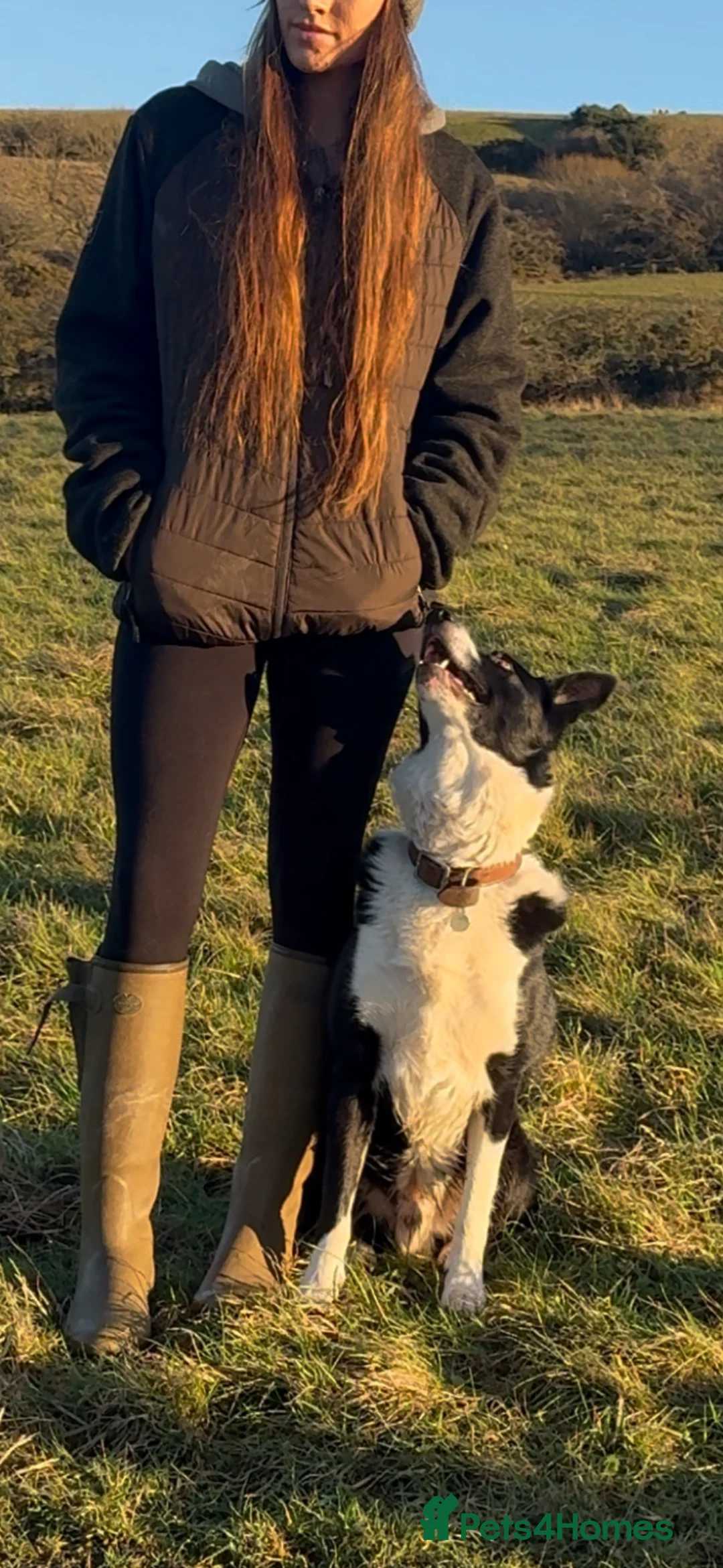 Border Collie dogs for stud: Proven Border Collie Stud | Strong Working Lines  - Advert 16