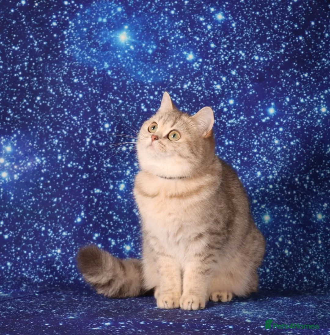 British Shorthair cats for sale: Retired British Shorthaired females available  - Advert 5
