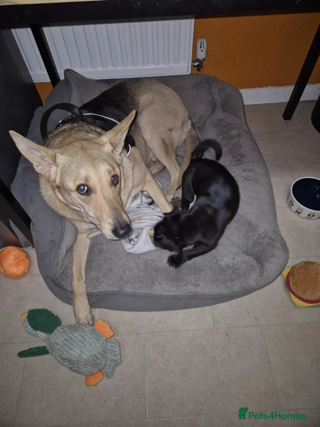 German Shepherd dogs for sale: Urgent German shepard rehoming  - Advert 2