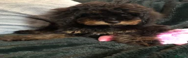 Cockapoo 4
