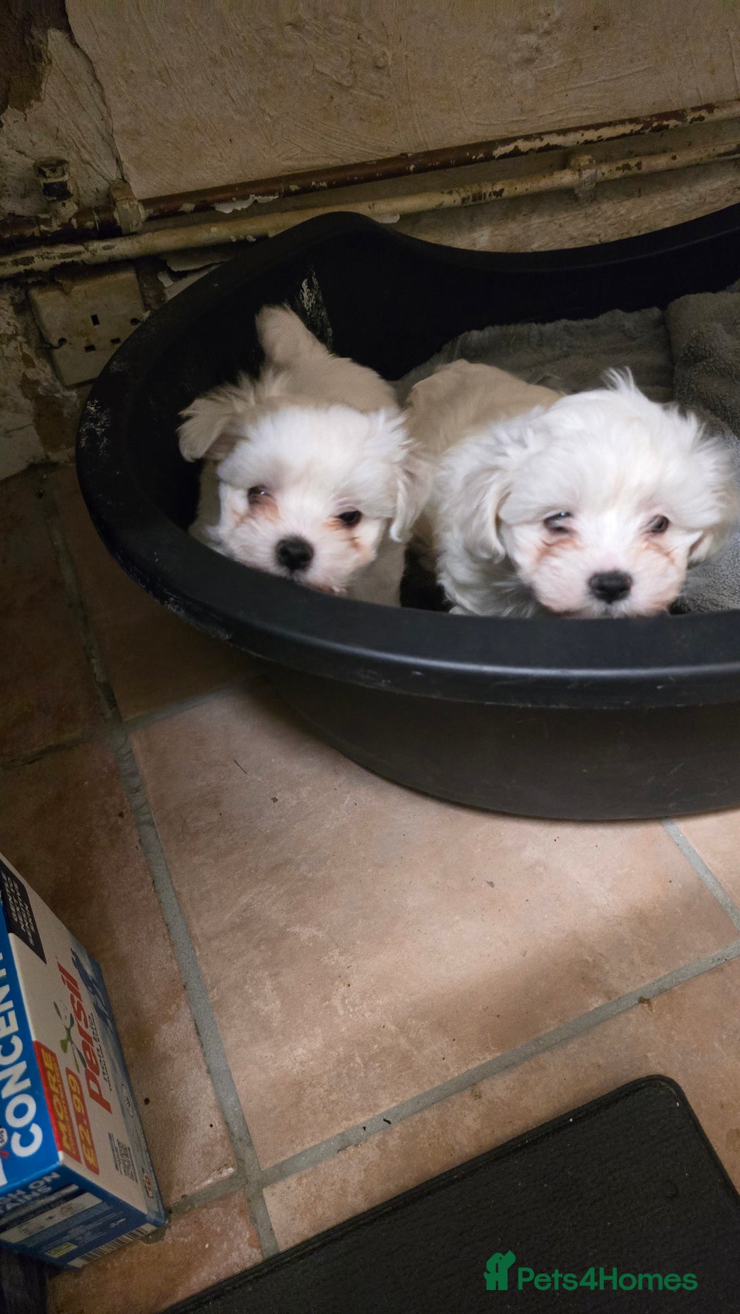 Bichon Frise dogs for sale: Bichon frise  - Image 5