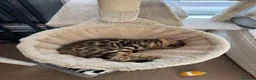Bengal cats for sale: Bengal Kitten Boy in Northampton - Advert 5