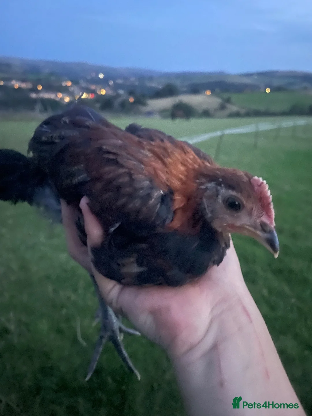 Chickens poultry for sale: Old English game breeding pairs - Advert 2