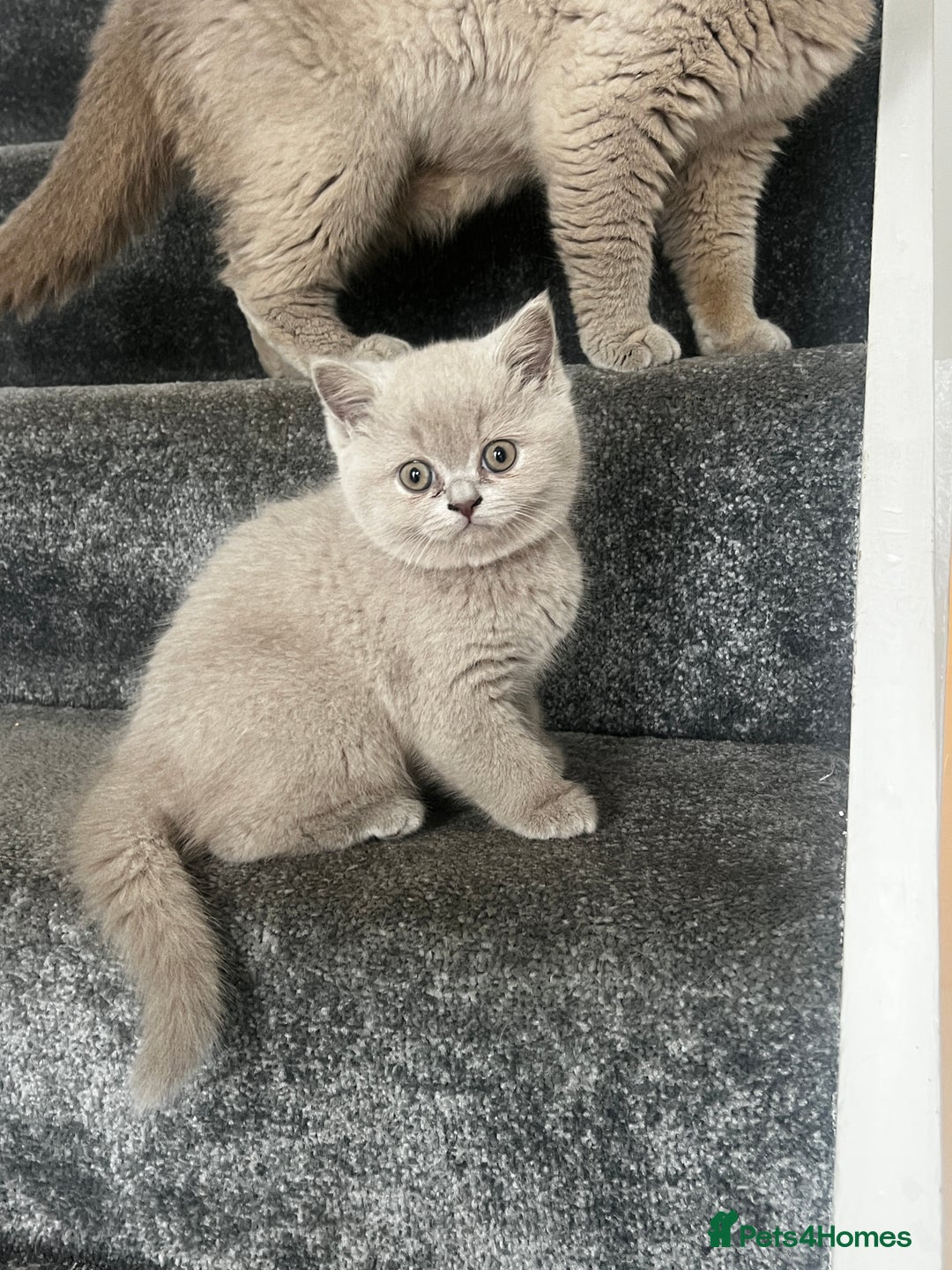 British Shorthair cats for sale: Beautiful Lilac British short haired kittens  in Glasgow - Image 33