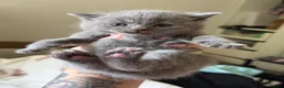 British Shorthair cats for sale: British blue Kittens  - Advert 11