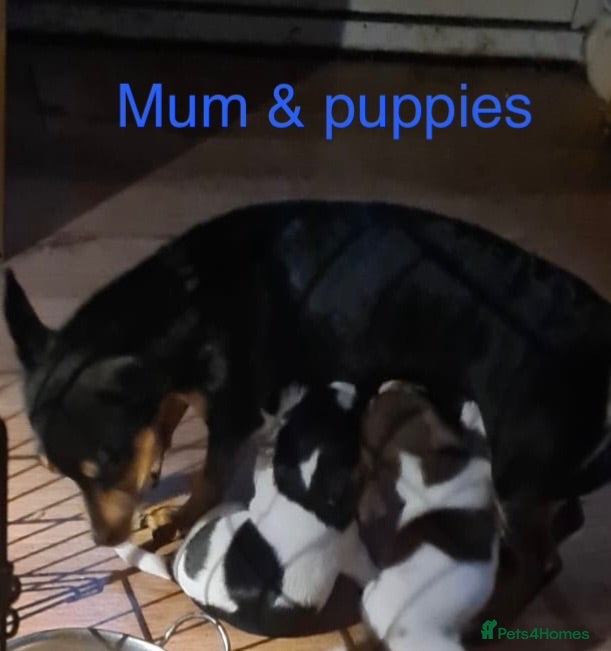 Jack Russell dogs Miniature Jack Russell  - Advert 5