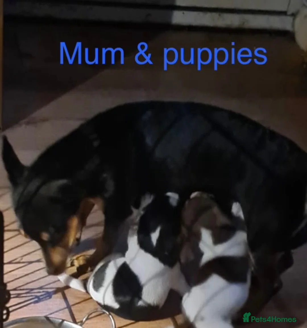 Jack Russell dogs for sale: Miniature Jack Russell  - Advert 1