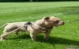 American Bully dogs for stud:  PROVEN💯Pocket/Micro American Bully🦍KUJO - Stud - Image 3