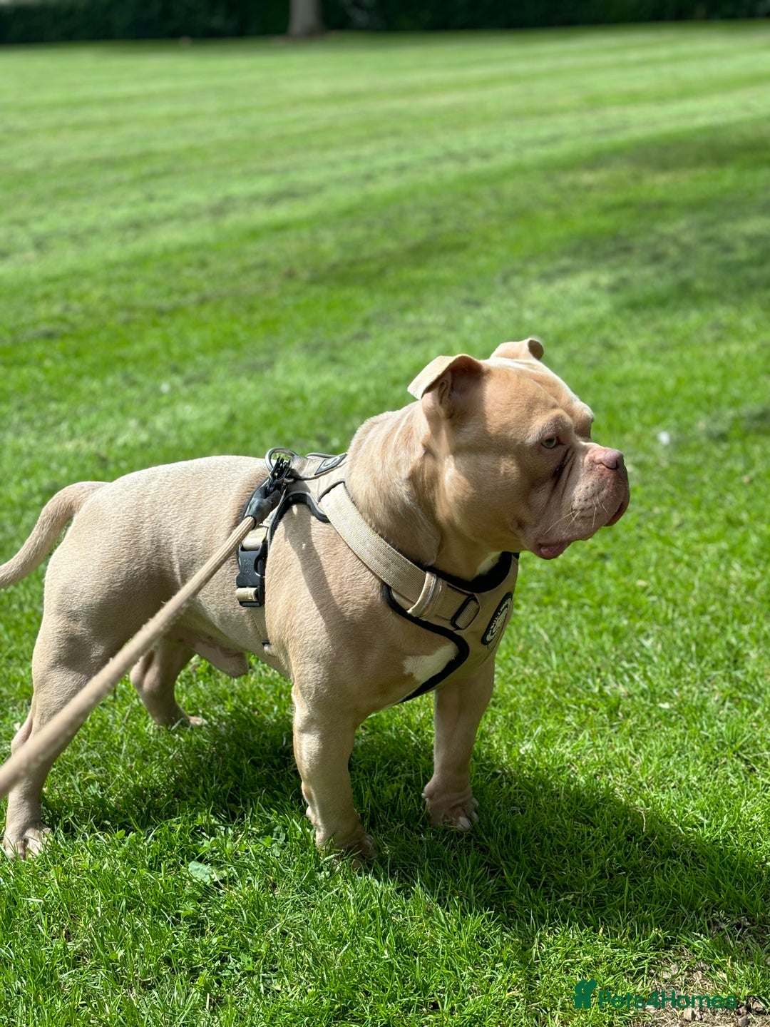American Bully dogs for stud:  PROVEN💯Pocket/Micro American Bully🦍KUJO - Stud - Image 3