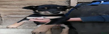 Huntaway Puppy 7