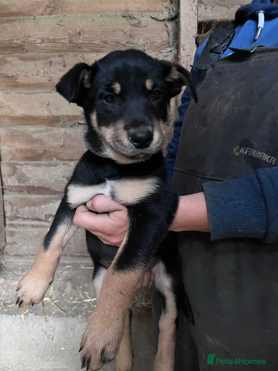 Huntaway dogs for sale: Huntaway puppies in Llanfyllin - Advert 22