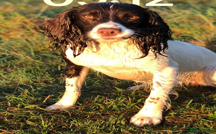 English Springer Spaniel dogs - Advert 1