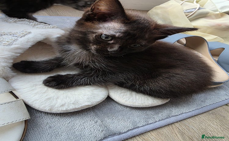 Mixed Breed cats - Advert 5