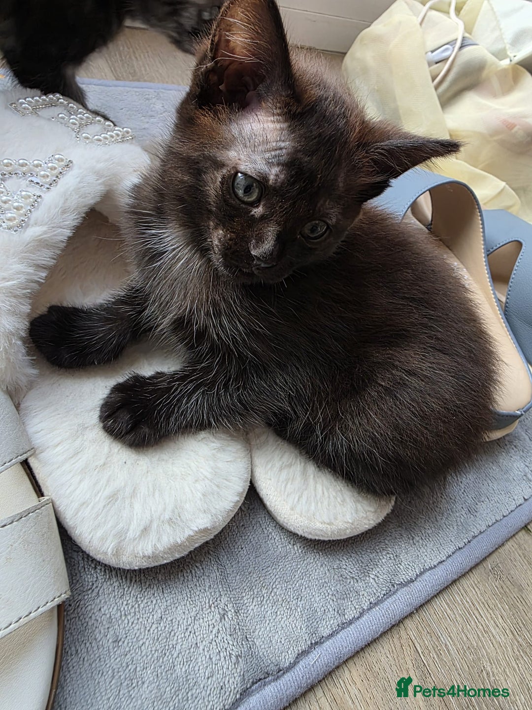 Mixed Breed cats for sale: Playful female kitten looking for permanent home - Image 1