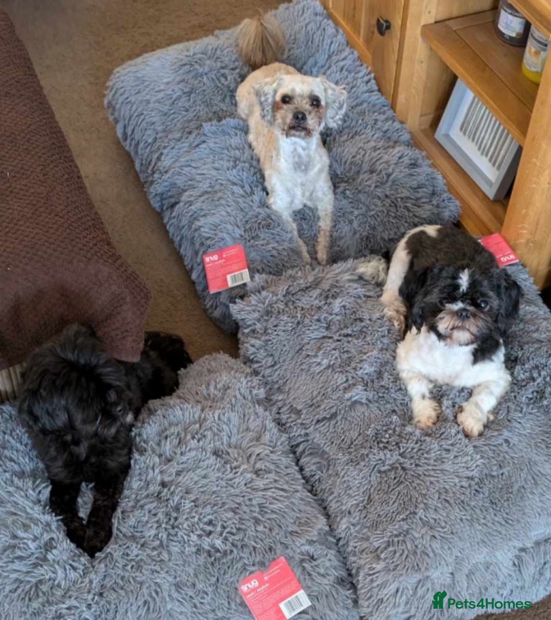 Shihpoo dogs for sale: Cuddly Male Shihpoo 3 years old - Image 5