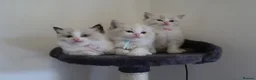Ragdoll cats for sale: Bicolor/Lynx Ragdoll Kittens - TICA Registered  - Advert 7