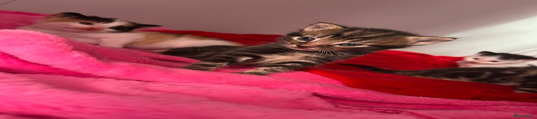 Domestic Shorthair Kitten 2