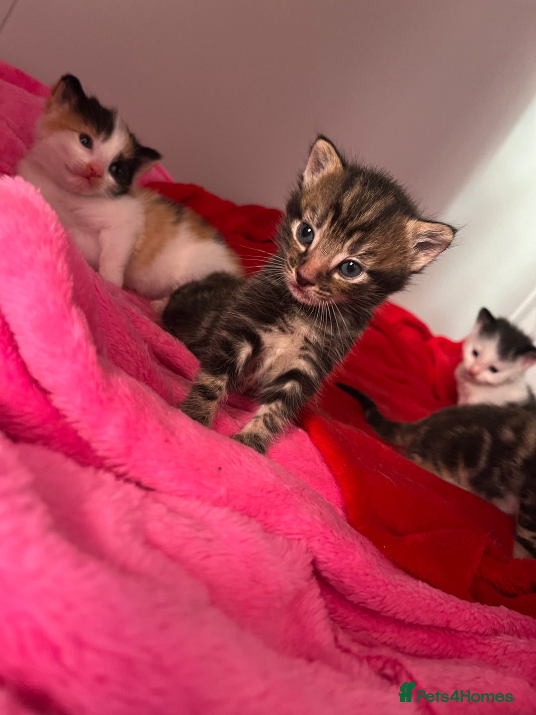 Domestic Shorthair cats for sale: Beautiful Kittens  in Godalming - Image 14