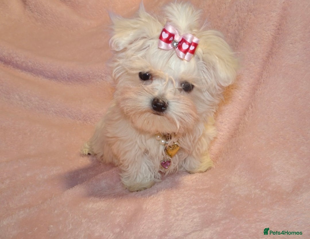 Maltese dogs for sale: XXXX **  Exquisite KC Registered Maltese Boy Puppy - Advert 4