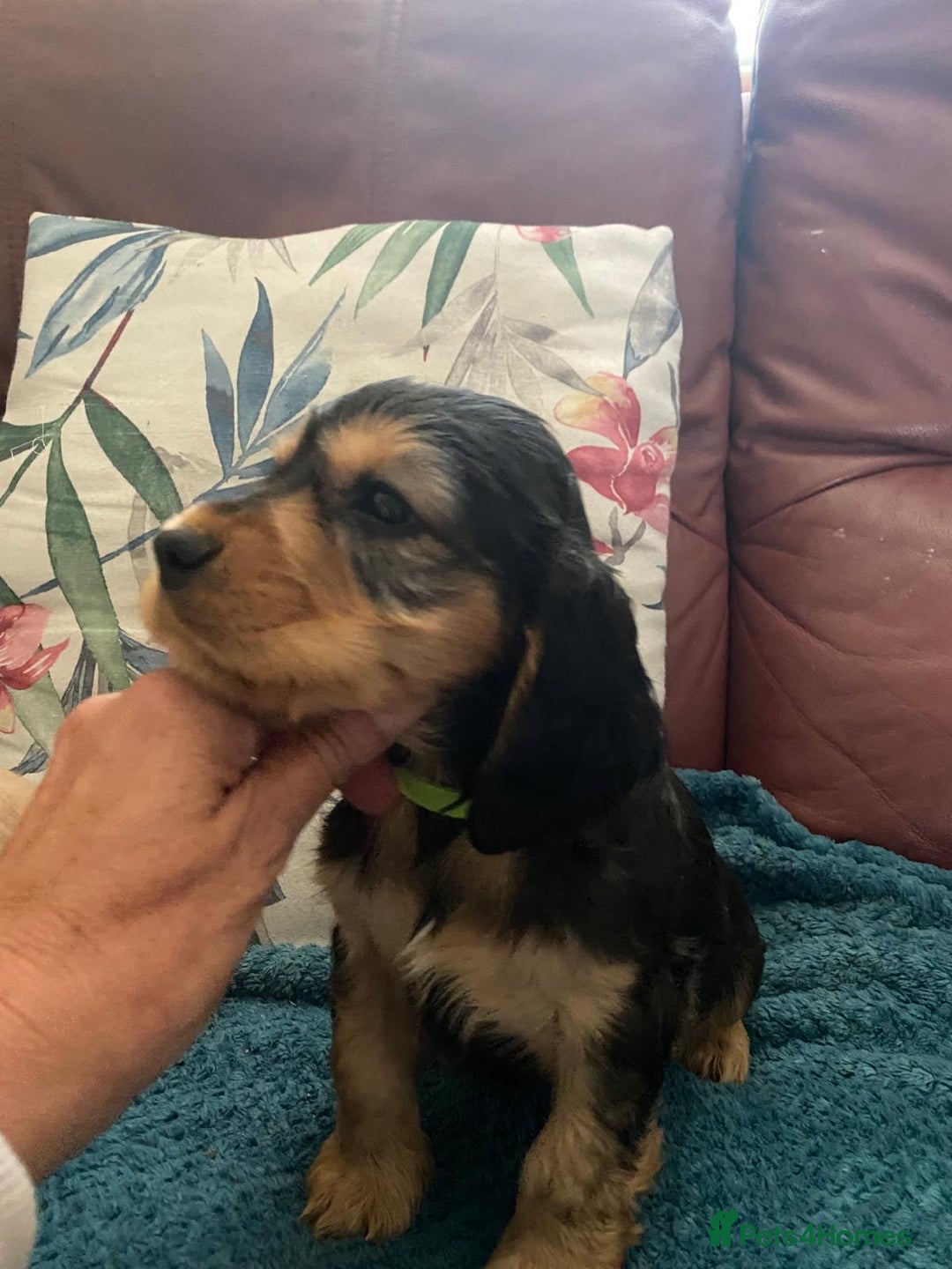 Cocker Spaniel dogs for sale: Pedigree show cockers, sable & golden - Image 4