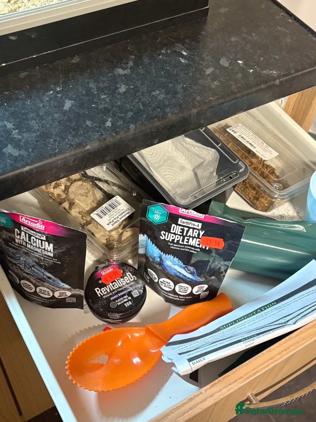 Leopard Gecko reptiles for sale: Leopard Gecko under 6 months old  - Advert 4