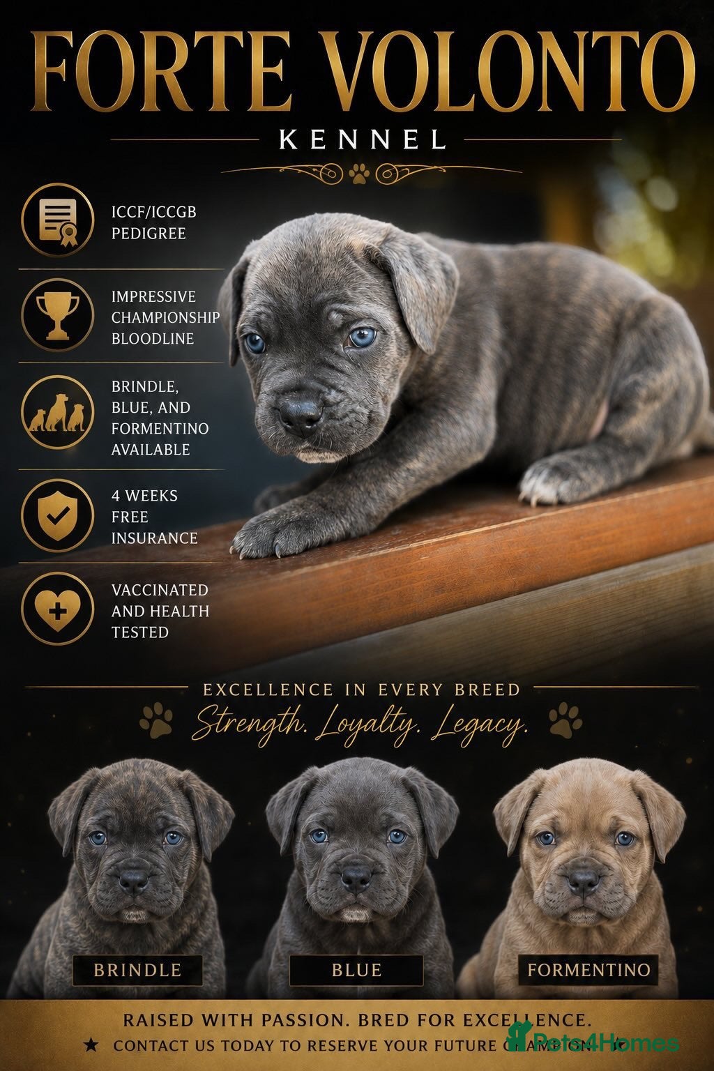 Cane Corso dogs Stunning cane corso 🐶 - Advert 1