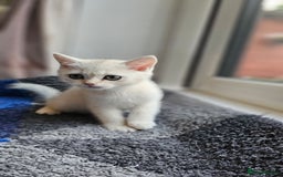 British Shorthair cats for sale: British Shorthair Kittens – Golden & Silver Shaded - Image 30