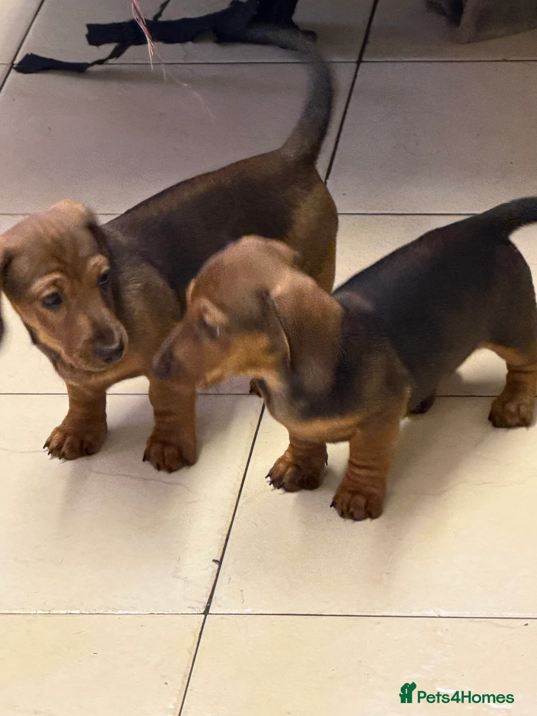 Miniature Dachshund dogs for sale: Beautiful mini dachshund puppy's now available  - Advert 7