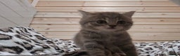 British Shorthair cats for sale: British short hair x ragdoll x - Advert 2