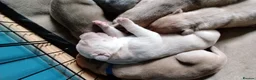 Mixed Breed dogs for sale: Cane Corso/Siberian husky puppies  in Blyth - Advert 18