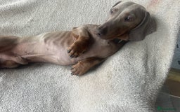 Dachshund dogs for sale: 2 beautiful  girls dachshund puppies available  - Image 16
