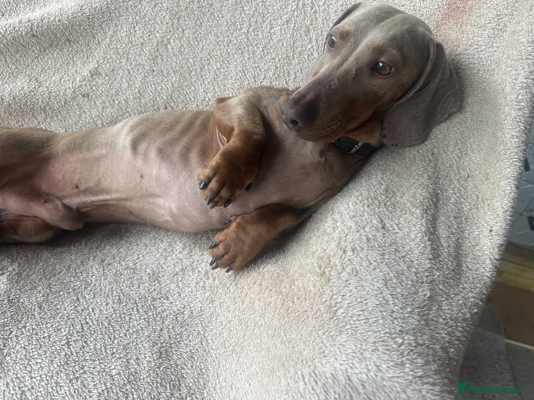 Dachshund dogs for sale: 2 beautiful  girls dachshund puppies available  - Image 16