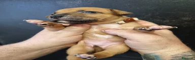 Beige collar girl