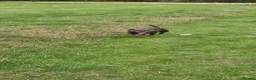 Staffordshire Bull Terrier dogs for stud: 💙 STAFFORDSHIRE BULL TERRIER – PROVEN STUD 💙 - Advert 1