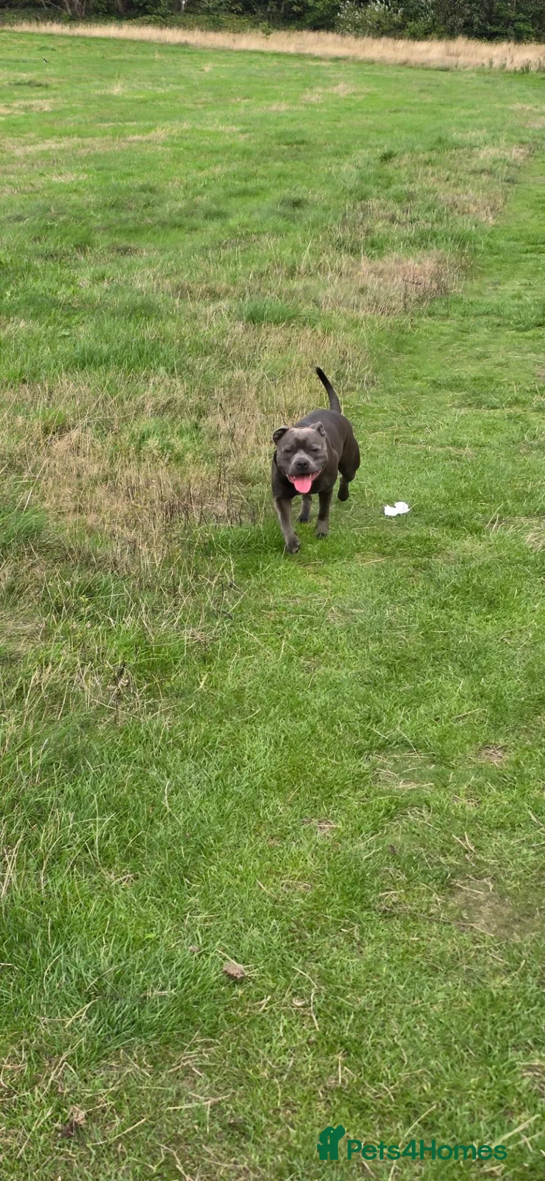 Staffordshire Bull Terrier dogs for stud: 💙 STAFFORDSHIRE BULL TERRIER – PROVEN STUD 💙 - Advert 1